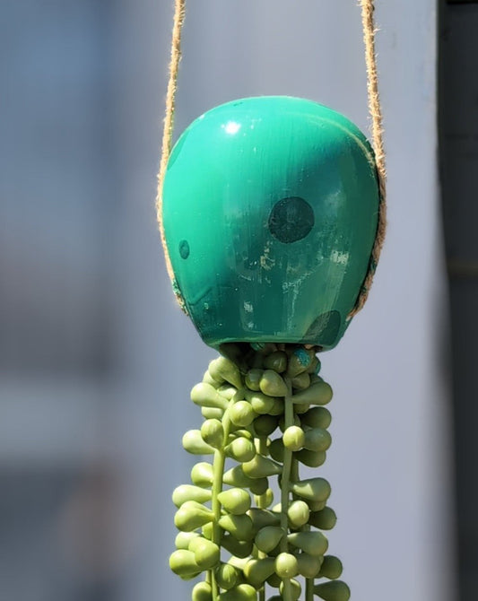 Green faux succulent hanging plant, painted to look like a jellyfish from spongebob, outside in the sunlight