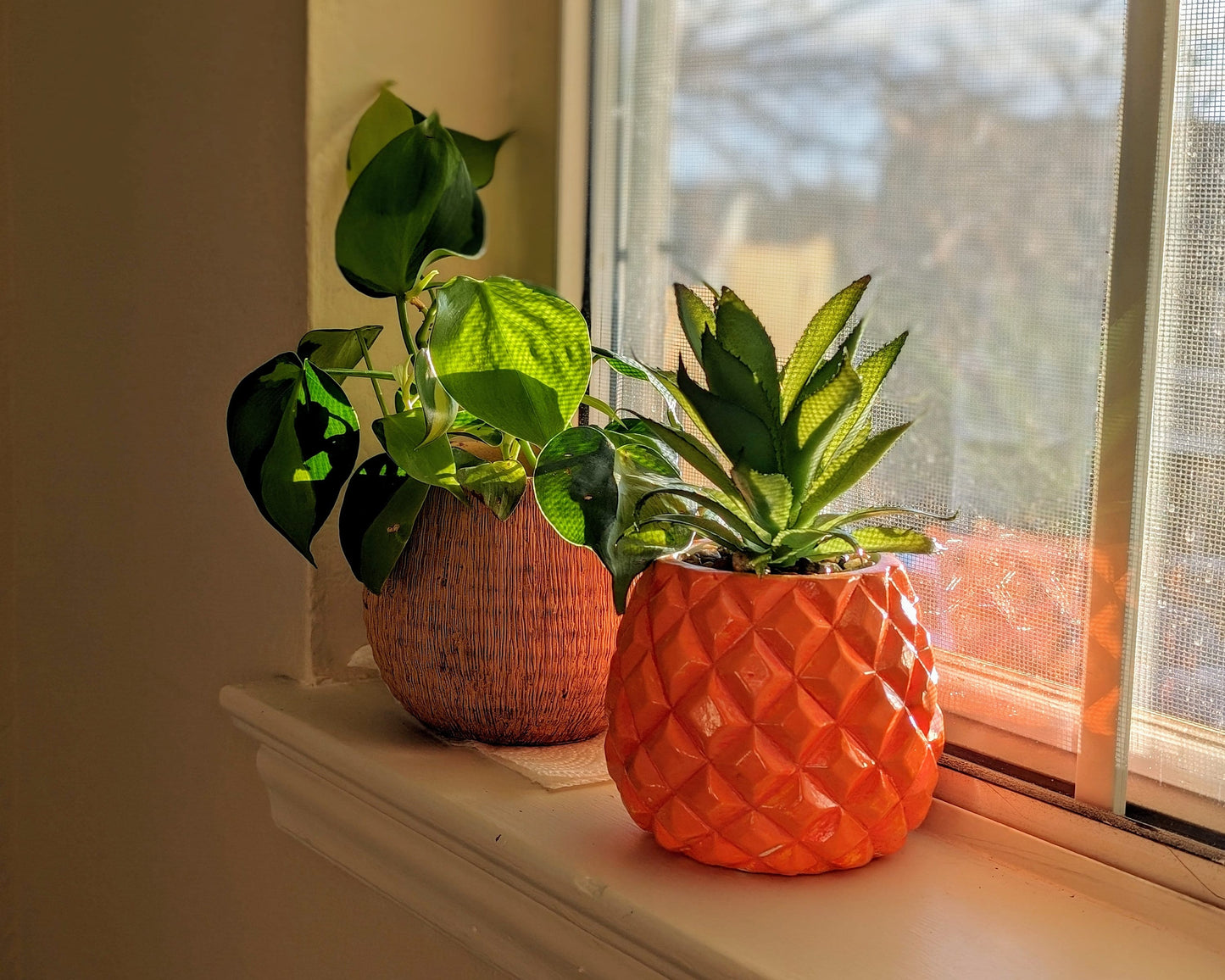 bright orange pinapple succulent on windowsill in sunshine and positioned next to healthy pothos house plant in coconut pot